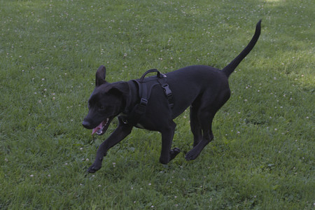 20250705_Dog park again__DSC0088_.jpg