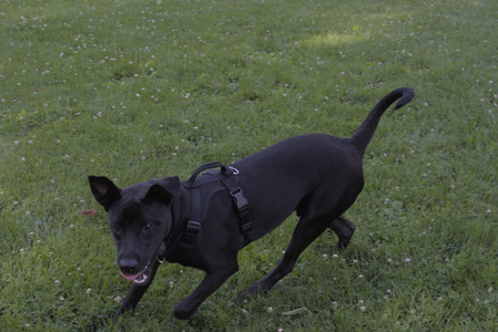 20250705_Dog park again__DSC0089_.jpg