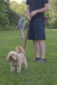 20250705_Dog park again__DSC0100_.jpg