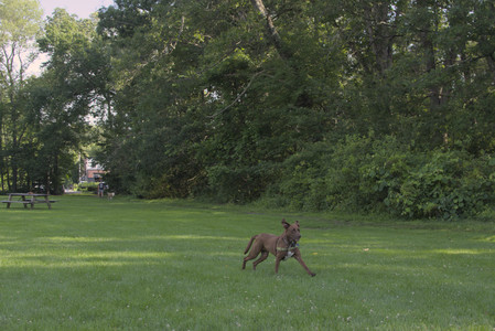 20250705_Dog park again__DSC0114_.jpg