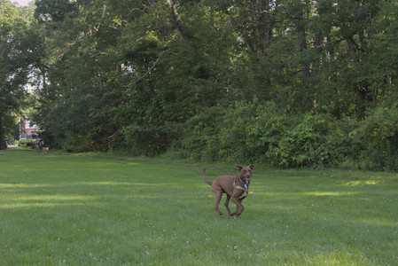 20250705_Dog park again__DSC0115_.jpg