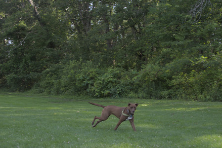 20250705_Dog park again__DSC0116_.jpg