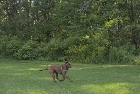 20250705_Dog park again__DSC0117_.jpg