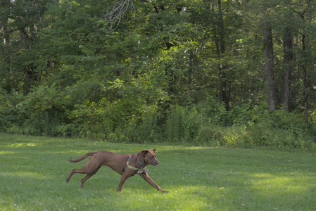 20250705_Dog park again__DSC0118_.jpg