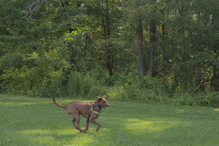 20250705_Dog park again__DSC0119_.jpg