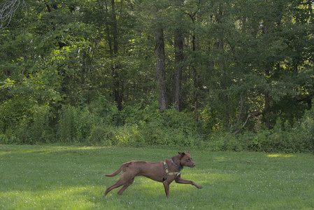 20250705_Dog park again__DSC0120_.jpg