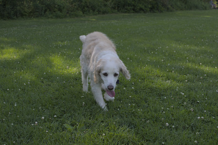 20250705_Dog park again__DSC0125_.jpg
