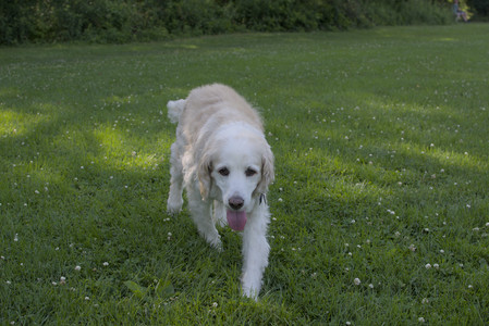 20250705_Dog park again__DSC0126_.jpg