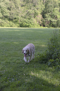 20250705_Dog park again__DSC0128_.jpg