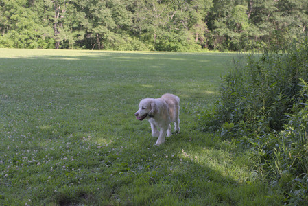 20250705_Dog park again__DSC0129_.jpg