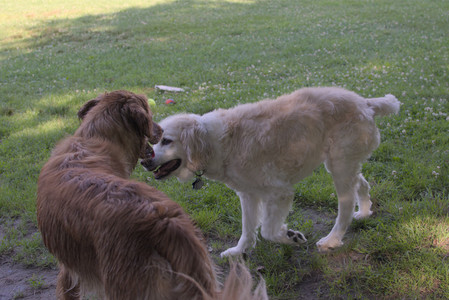 20250705_Dog park again__DSC0131_.jpg