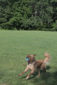 20250705_Dog park again__DSC0133_.jpg