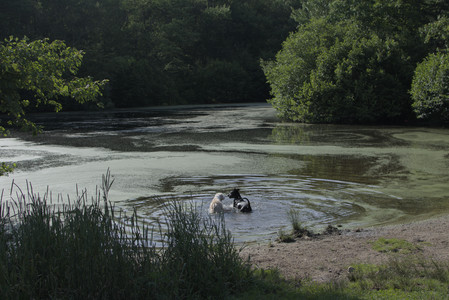 20250705_Dog park again__DSC0148_.jpg