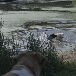 20250705_Dog park again__DSC0150_.jpg