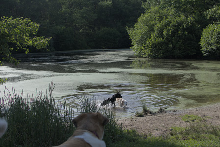 20250705_Dog park again__DSC0151_.jpg