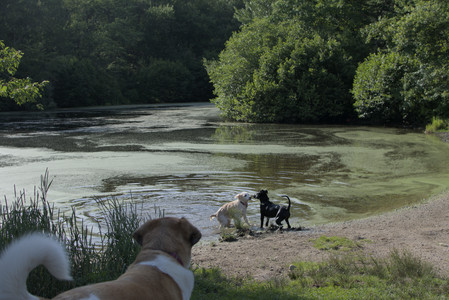 20250705_Dog park again__DSC0156_.jpg