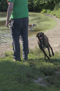 20250705_Dog park again__DSC0173_.jpg