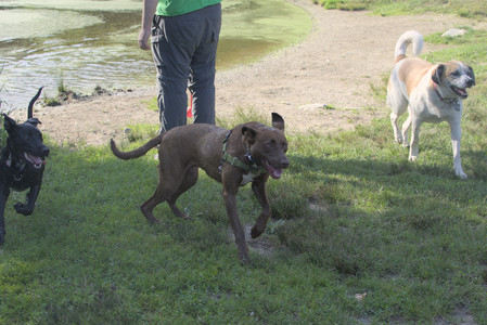 20250705_Dog park again__DSC0175_.jpg