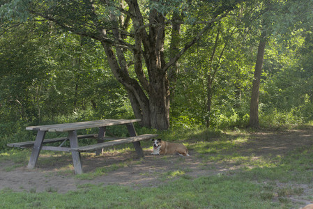 20250705_Dog park again__DSC0178_.jpg