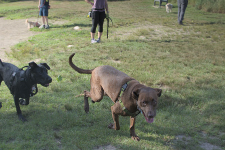 20250705_Dog park again__DSC0190_.jpg