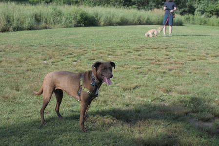 20250705_Dog park again__DSC0195_.jpg