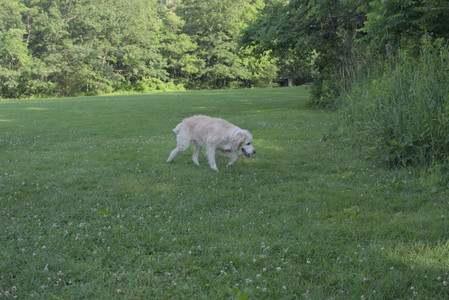 20250705_Dog park again__DSC0201_.jpg