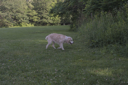 20250705_Dog park again__DSC0203_.jpg