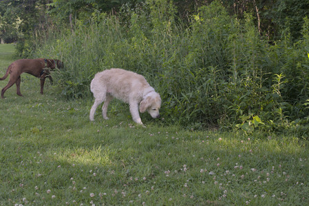 20250705_Dog park again__DSC0205_.jpg