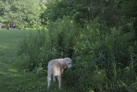 20250705_Dog park again__DSC0226_.jpg