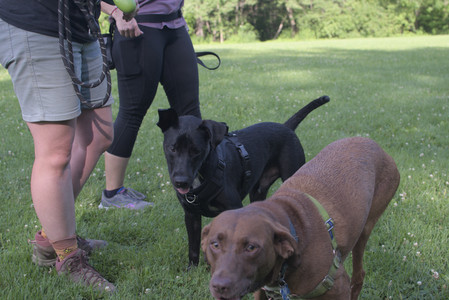 20250705_Dog park again__DSC0227_.jpg