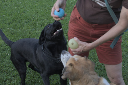 20250705_Dog park again__DSC0246_.jpg