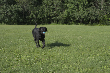 20250705_Dog park again__DSC0265_.jpg
