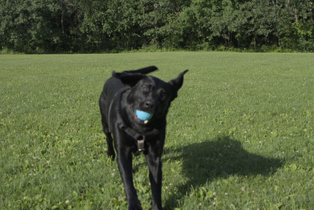 20250705_Dog park again__DSC0268_.jpg
