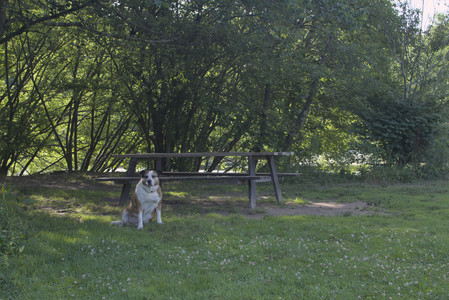 20250705_Dog park again__DSC0276_.jpg