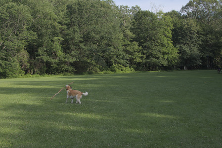20250705_Dog park again__DSC0285_.jpg