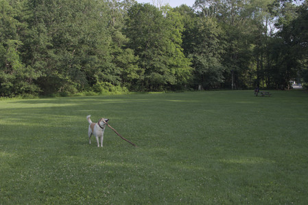 20250705_Dog park again__DSC0289_.jpg