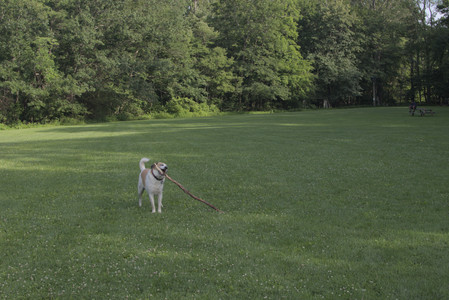 20250705_Dog park again__DSC0294_.jpg