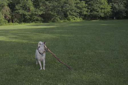 20250705_Dog park again__DSC0299_.jpg