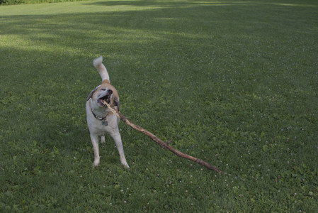 20250705_Dog park again__DSC0303_.jpg
