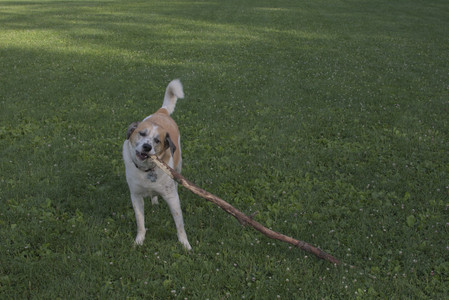 20250705_Dog park again__DSC0307_.jpg