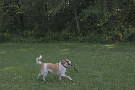 20250705_Dog park again__DSC0309_.jpg