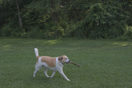20250705_Dog park again__DSC0311_.jpg