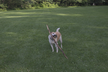 20250705_Dog park again__DSC0319_.jpg