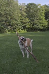 20250705_Dog park again__DSC0322_.jpg