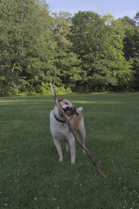 20250705_Dog park again__DSC0325_.jpg