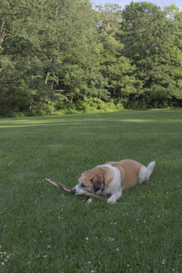 20250705_Dog park again__DSC0337_.jpg