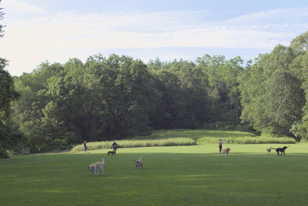 20250705_Dog park again__DSC0341_.jpg