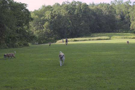 20250705_Dog park again__DSC0348_.jpg