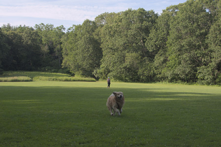 20250705_Dog park again__DSC0354_.jpg