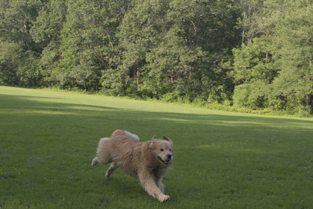 20250705_Dog park again__DSC0358_.jpg
